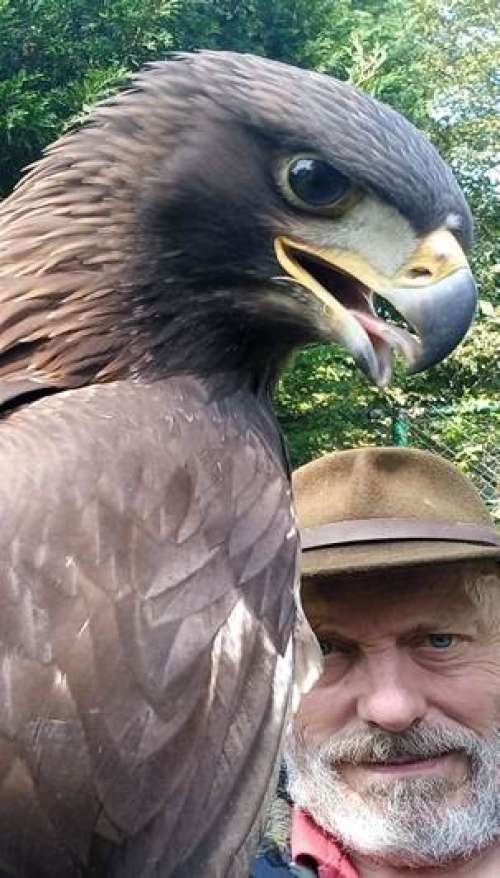 Roofvogelshow
