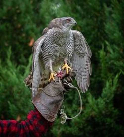 Roofvogelshow