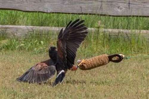 Roofvogelshow